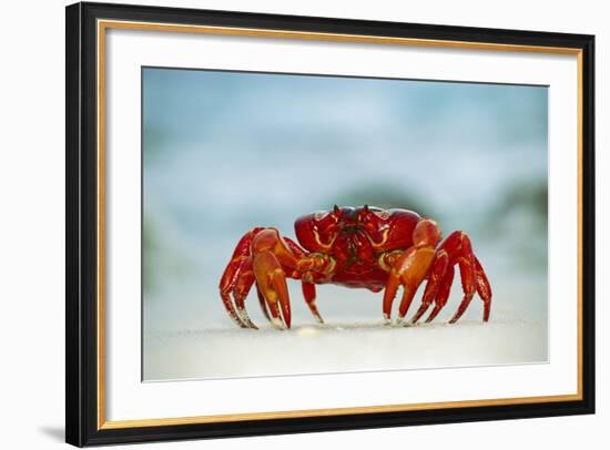 Land Crab Single Crab on Beach Close Up-null-Framed Photographic Print