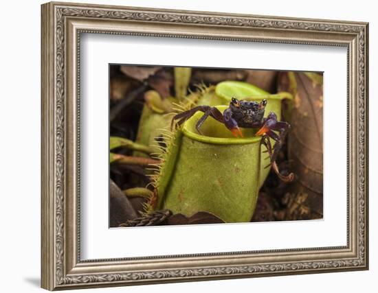 Land crab which raids Pitcher plant (Nepenthes ampullaria) for prey, Sarawak. Borneo-Emanuele Biggi-Framed Photographic Print