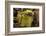 Land crab which raids Pitcher plant (Nepenthes ampullaria) for prey, Sarawak. Borneo-Emanuele Biggi-Framed Photographic Print