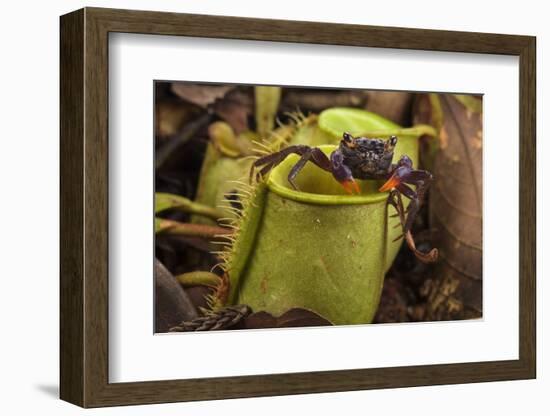 Land crab which raids Pitcher plant (Nepenthes ampullaria) for prey, Sarawak. Borneo-Emanuele Biggi-Framed Photographic Print