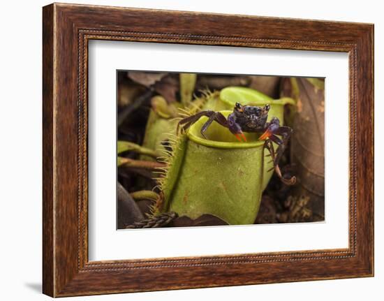 Land crab which raids Pitcher plant (Nepenthes ampullaria) for prey, Sarawak. Borneo-Emanuele Biggi-Framed Photographic Print