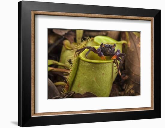 Land crab which raids Pitcher plant (Nepenthes ampullaria) for prey, Sarawak. Borneo-Emanuele Biggi-Framed Photographic Print