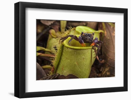 Land crab which raids Pitcher plant (Nepenthes ampullaria) for prey, Sarawak. Borneo-Emanuele Biggi-Framed Photographic Print