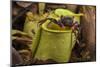 Land crab which raids Pitcher plant (Nepenthes ampullaria) for prey, Sarawak. Borneo-Emanuele Biggi-Mounted Photographic Print