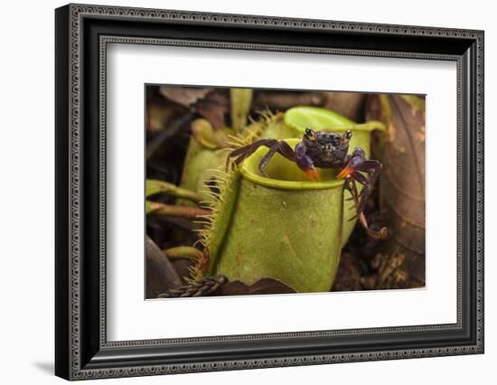 Land crab which raids Pitcher plant (Nepenthes ampullaria) for prey, Sarawak. Borneo-Emanuele Biggi-Framed Photographic Print