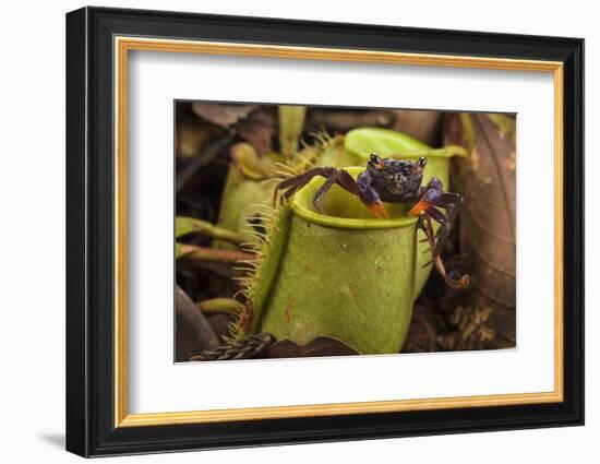 Land crab which raids Pitcher plant (Nepenthes ampullaria) for prey, Sarawak. Borneo-Emanuele Biggi-Framed Photographic Print