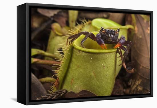 Land crab which raids Pitcher plant (Nepenthes ampullaria) for prey, Sarawak. Borneo-Emanuele Biggi-Framed Premier Image Canvas