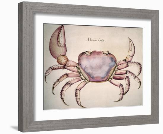 Land Crab-John White-Framed Giclee Print