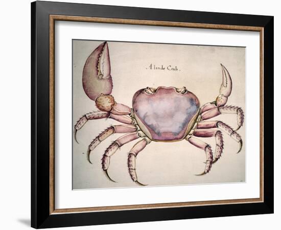 Land Crab-John White-Framed Giclee Print