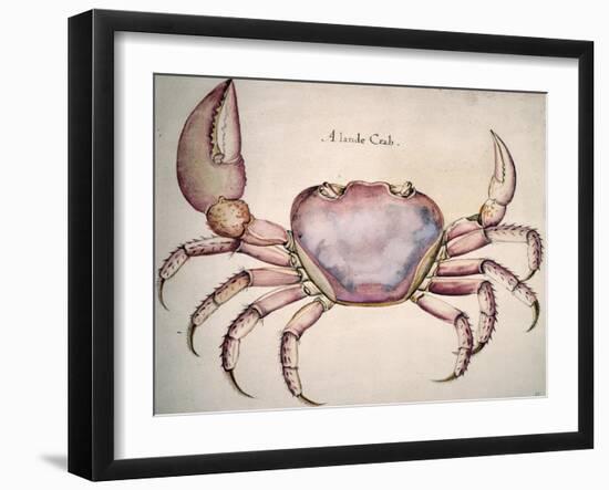 Land Crab-John White-Framed Giclee Print