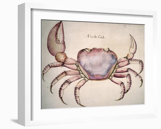 Land Crab-John White-Framed Giclee Print