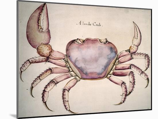 Land Crab-John White-Mounted Giclee Print