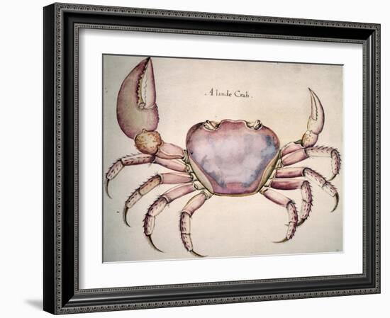 Land Crab-John White-Framed Giclee Print