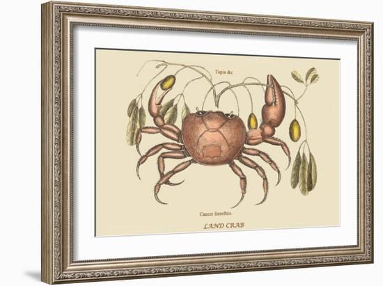 Land Crab-Mark Catesby-Framed Art Print