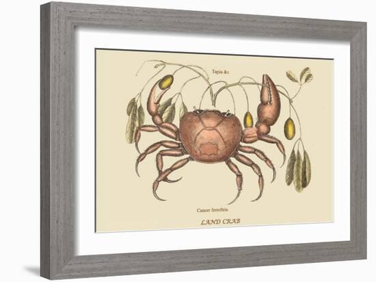 Land Crab-Mark Catesby-Framed Art Print