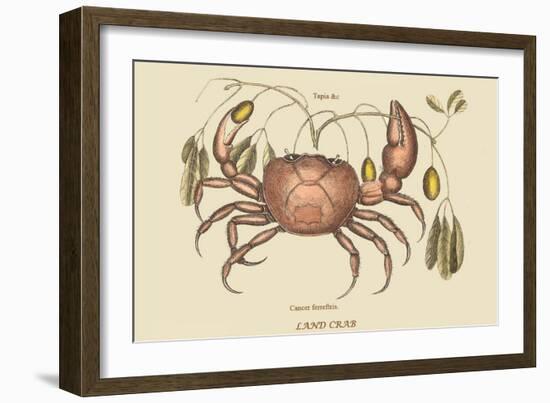 Land Crab-Mark Catesby-Framed Art Print