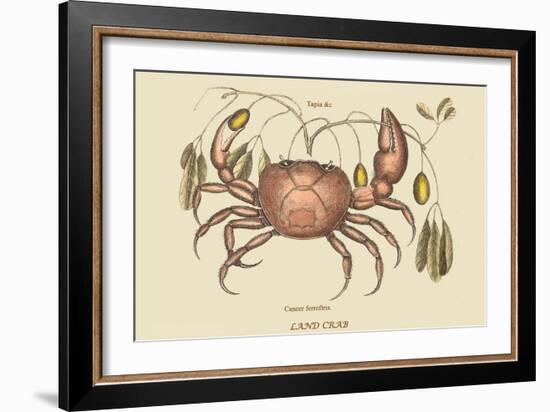 Land Crab-Mark Catesby-Framed Art Print