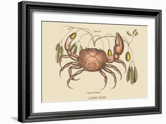 Land Crab-Mark Catesby-Framed Art Print