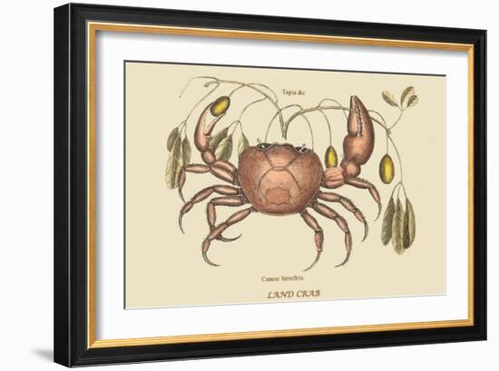 Land Crab-Mark Catesby-Framed Art Print