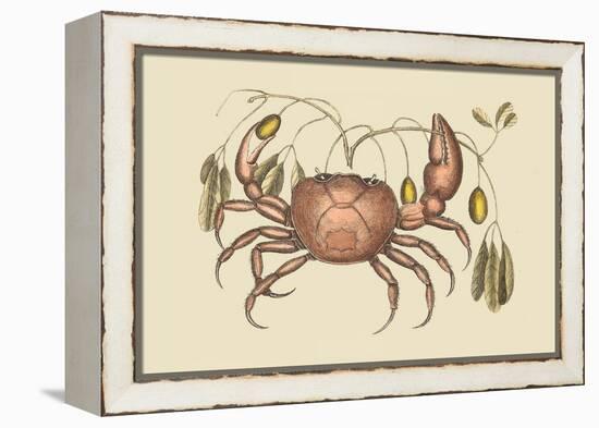 Land Crab-Mark Catesby-Framed Stretched Canvas