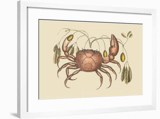 Land Crab-Mark Catesby-Framed Art Print