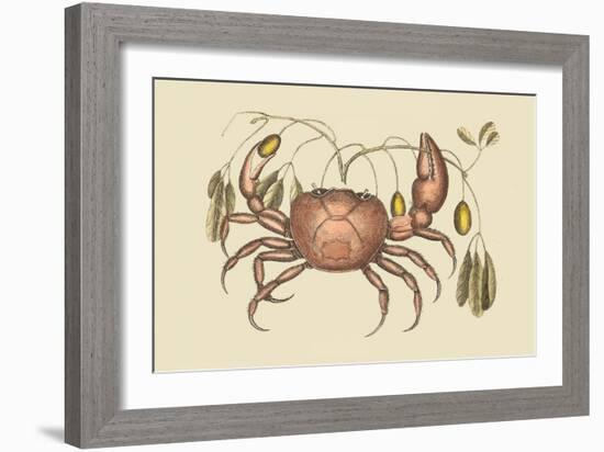 Land Crab-Mark Catesby-Framed Art Print