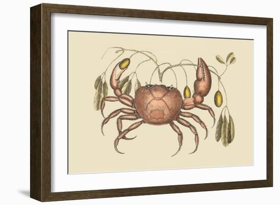 Land Crab-Mark Catesby-Framed Art Print