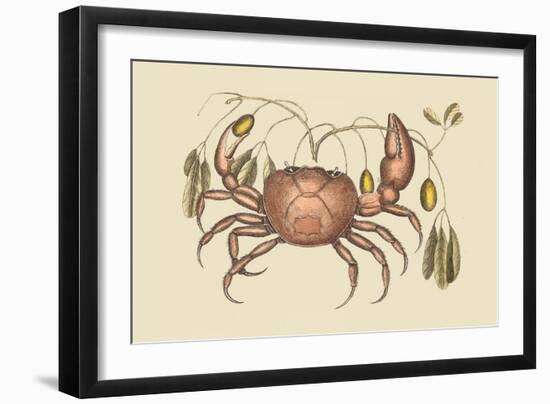 Land Crab-Mark Catesby-Framed Art Print