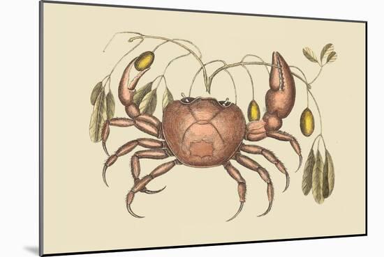 Land Crab-Mark Catesby-Mounted Art Print