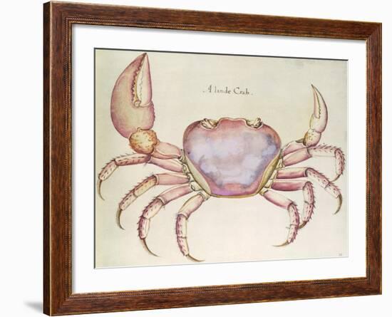 Land Crab-John White-Framed Giclee Print