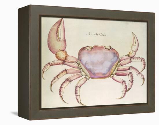 Land Crab-John White-Framed Premier Image Canvas