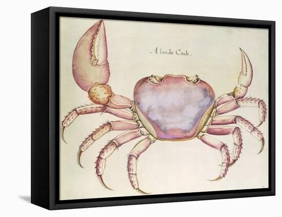 Land Crab-John White-Framed Premier Image Canvas