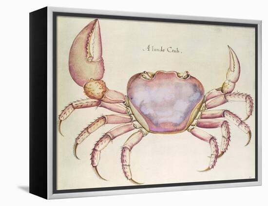 Land Crab-John White-Framed Premier Image Canvas