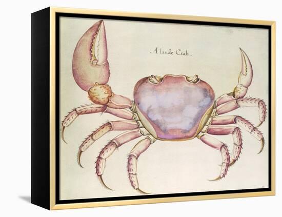 Land Crab-John White-Framed Premier Image Canvas