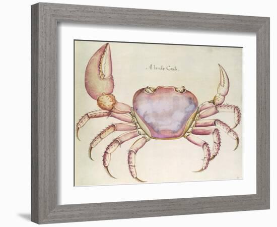 Land Crab-John White-Framed Giclee Print