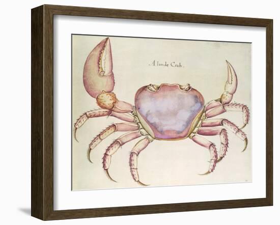 Land Crab-John White-Framed Giclee Print