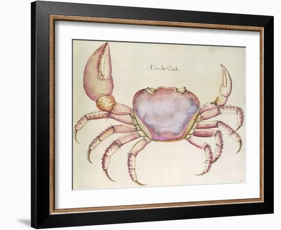 Land Crab-John White-Framed Giclee Print