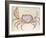 Land Crab-John White-Framed Giclee Print