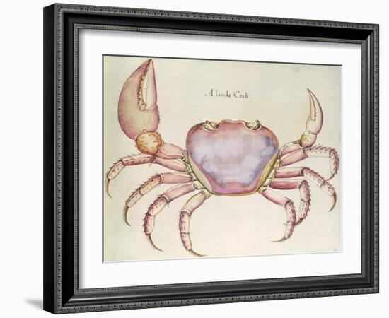 Land Crab-John White-Framed Giclee Print