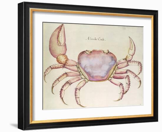 Land Crab-John White-Framed Giclee Print