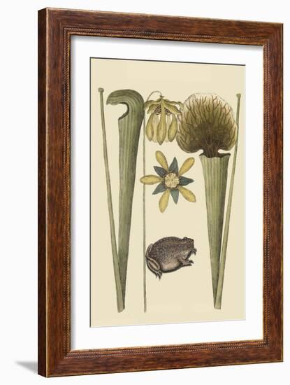 Land Frog-Mark Catesby-Framed Premium Giclee Print