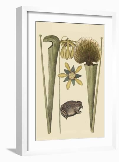 Land Frog-Mark Catesby-Framed Premium Giclee Print