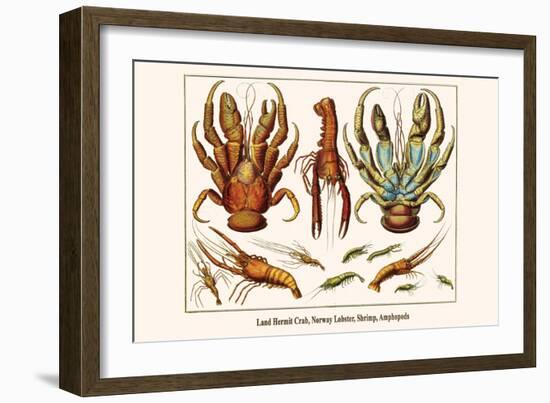 Land Hermit Crab, Norway Lobster, Shrimp, Amphopods-Albertus Seba-Framed Art Print