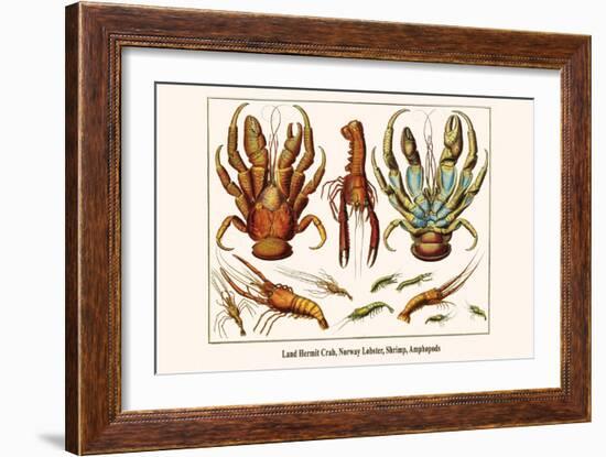 Land Hermit Crab, Norway Lobster, Shrimp, Amphopods-Albertus Seba-Framed Art Print