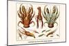 Land Hermit Crab, Norway Lobster, Shrimp, Amphopods-Albertus Seba-Mounted Art Print