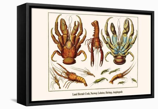 Land Hermit Crab, Norway Lobster, Shrimp, Amphopods-Albertus Seba-Framed Stretched Canvas