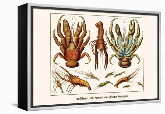 Land Hermit Crab, Norway Lobster, Shrimp, Amphopods-Albertus Seba-Framed Stretched Canvas