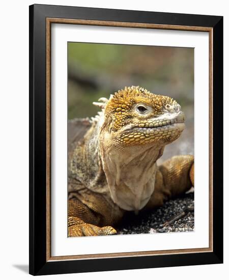 Land Iguana, Isla Isabela, Galapagos Islands, Ecuador-Michael DeFreitas-Framed Photographic Print