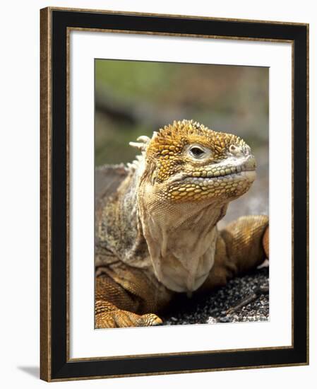 Land Iguana, Isla Isabela, Galapagos Islands, Ecuador-Michael DeFreitas-Framed Photographic Print