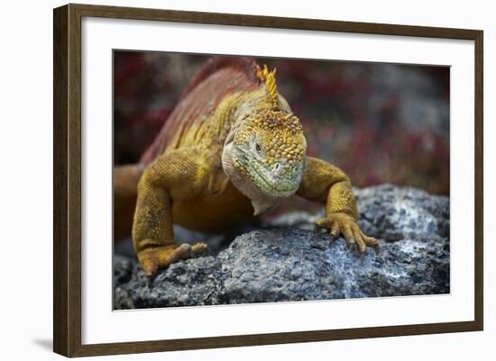 Land Iguana of South Plaza Island, Galapagos, Ecuador-Kymri Wilt-Framed Photographic Print